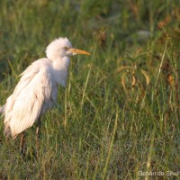 <i>Bubulcus ibis</i> Linnaeus, 1758